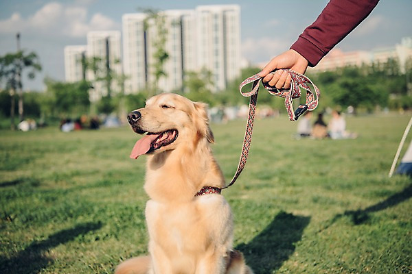 포토 JPG 주간 한마리 손 공원 남자 한명 사람 잔디 20대 성인 야외 신체부위 반려동물 소풍 한국인 잡기 골든리트리버 강아지 목줄 반려 성인남자한명만 펫팸족 국내포토 자연요소 식물 동물 1 공공시설 모션 동양인 청년 야외활동 개 리트리버 신조어 남자한명만 성인남자만 파일형식 반려용품