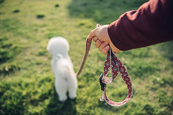 포토 JPG 주간 한마리 손 남자 한명 사람 근접촬영 잔디 20대 성인 야외 신체부위 반려동물 소풍 한국인 잡기 강아지 목줄 반려 성인남자한명만 비숑프리제 펫팸족 국내포토 자연요소 식물 동물 1 뷰포인트 모션 동양인 청년 야외활동 개 신조어 남자한명만 성인남자만 파일형식 반려용품