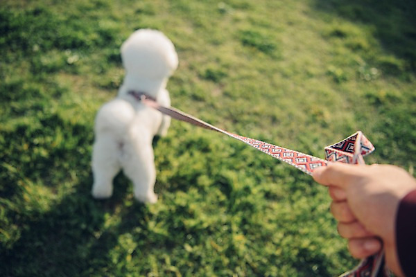 포토 JPG 주간 한마리 손 남자 한명 사람 잔디 20대 성인 야외 신체부위 반려동물 한국인 잡기 당기기 강아지 목줄 반려 성인남자한명만 비숑프리제 펫팸족 국내포토 자연요소 식물 동물 1 모션 동양인 청년 개 신조어 남자한명만 성인남자만 파일형식 반려용품