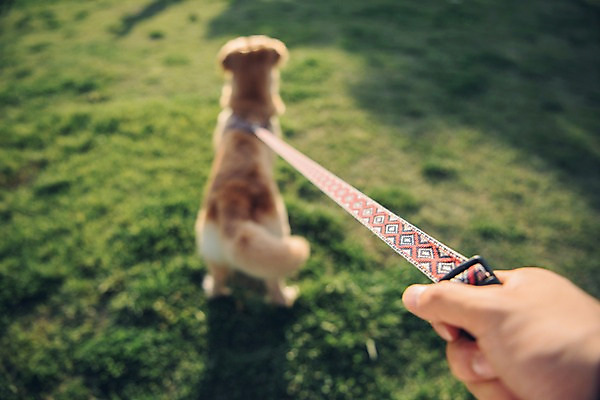 포토 JPG 주간 한마리 손 남자 한명 사람 잔디 20대 성인 야외 신체부위 반려동물 한국인 잡기 당기기 골든리트리버 강아지 목줄 반려 성인남자한명만 펫팸족 국내포토 자연요소 식물 동물 1 모션 동양인 청년 개 리트리버 신조어 남자한명만 성인남자만 파일형식 반려용품