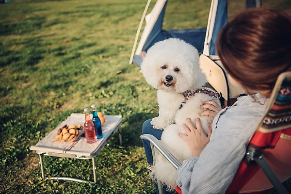 포토 JPG 주간 한마리 여자 음료 과일 텐트 한명 사람 앉기 잔디 상반신 20대 성인 야외 뒷모습 반려동물 소풍 쿠키 한국인 강아지 반려 성인여자한명만 비숑프리제 펫팸족 국내포토 자연요소 식물 동물 1 뷰포인트 모션 디저트 캠핑도구 동양인 청년 야외활동 개 신조어 여자한명만 성인여자만 파일형식