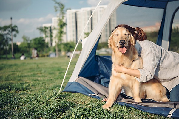 포토 JPG 주간 한마리 공원 여자 안기 텐트 한명 사람 잔디 상반신 20대 성인 야외 옆모습 반려동물 소풍 한국인 골든리트리버 강아지 반려 성인여자한명만 펫팸족 국내포토 자연요소 식물 동물 1 공공시설 뷰포인트 모션 캠핑도구 동양인 청년 야외활동 개 리트리버 신조어 여자한명만 성인여자만 파일형식
