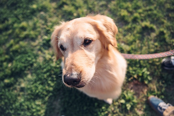 포토 JPG 주간 한마리 공원 근접촬영 잔디 사람없음 야외 반려동물 소풍 골든리트리버 강아지 목줄 동물라이프 반려 펫팸족 국내포토 자연요소 식물 동물 1 라이프스타일 공공시설 뷰포인트 야외활동 개 리트리버 신조어 파일형식 반려용품