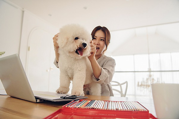 포토 JPG 주간 한마리 응시 여자 반려견 의자 색연필 실내 한명 사람 앉기 상반신 20대 성인 앞모습 노트북 반려동물 한국인 잡기 업무 개 책상 재택근무 방해 문서철 반려 프리랜서 성인여자한명만 비숑프리제 펫팸족 사회적거리두기 국내포토 자연요소 동물 직업 1 시선 캠페인 뷰포인트 가구 컨셉 비즈니스 포유류 모션 학용품 동양인 청년 내부 전자제품 작업 신조어 여자한명만 성인여자만 파일형식