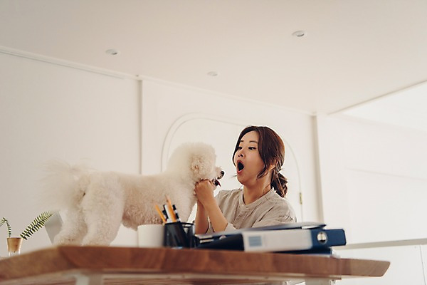 포토 JPG 한마리 응시 여자 반려견 실내 한명 사람 앉기 상반신 20대 성인 옆모습 반려동물 마주보기 놀람 방 만지기 한국인 업무 개 책상 파일 재택근무 방해 반려 프리랜서 성인여자한명만 비숑프리제 펫팸족 사회적거리두기 국내포토 동물 직업 1 시선 감정 캠페인 뷰포인트 가구 컨셉 비즈니스 포유류 모션 표정 동양인 청년 내부 작업 신조어 여자한명만 성인여자만 파일형식