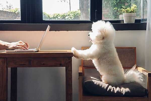 포토 JPG 주간 남자 화분 반려견 의자 실내 한명 사람 앉기 20대 성인 신체부위 노트북 반려동물 양손 업무 커튼 개 창가 책상 재택근무 방해 반려 프리랜서 비숑프리제 펫팸족 사회적거리두기 국내포토 자연요소 동물 직업 1 손 캠페인 가구 컨셉 비즈니스 창문 포유류 모션 청년 내부 전자제품 작업 신조어 파일형식