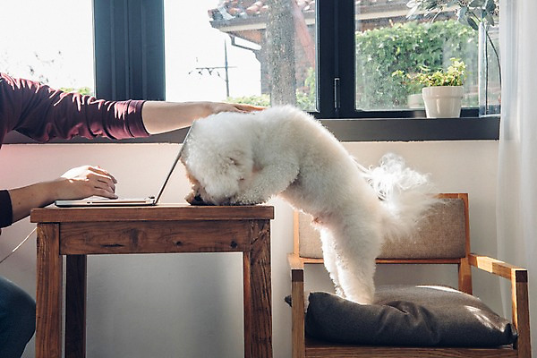 포토 JPG 주간 한마리 남자 반려견 의자 실내 한명 서기 사람 20대 성인 신체부위 노트북 반려동물 양손 업무 개 창가 재택근무 방해 반려 앞발 프리랜서 비숑프리제 펫팸족 사회적거리두기 국내포토 자연요소 동물 직업 1 손 캠페인 가구 컨셉 비즈니스 창문 포유류 모션 청년 내부 전자제품 작업 신조어 파일형식