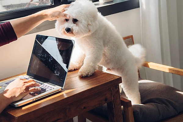 포토 JPG 주간 한마리 남자 반려견 의자 실내 한명 서기 사람 20대 성인 신체부위 노트북 반려동물 양손 업무 개 창가 재택근무 방해 반려 프리랜서 비숑프리제 펫팸족 사회적거리두기 국내포토 자연요소 동물 직업 1 손 캠페인 가구 컨셉 비즈니스 창문 포유류 모션 청년 내부 전자제품 작업 신조어 파일형식