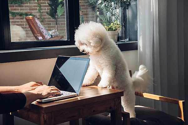 포토 JPG 주간 한마리 남자 반려견 실내 한명 사람 앉기 20대 성인 신체부위 노트북 반려동물 양손 타이핑 업무 커튼 개 창가 책상 재택근무 방해 반려 프리랜서 비숑프리제 펫팸족 사회적거리두기 국내포토 자연요소 동물 직업 1 손 캠페인 가구 컨셉 비즈니스 창문 포유류 모션 청년 내부 전자제품 작업 신조어 파일형식