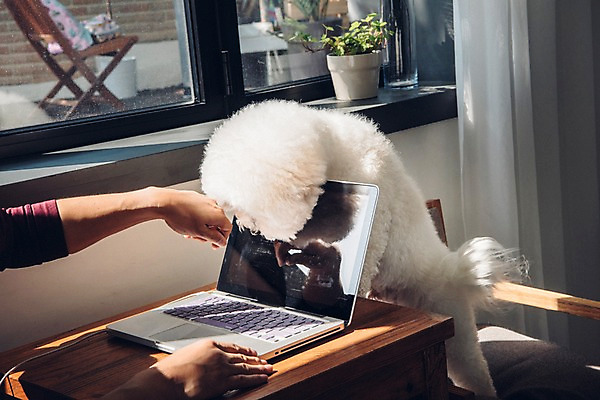 포토 JPG 주간 한마리 남자 반려견 실내 한명 사람 20대 성인 신체부위 노트북 반려동물 양손 업무 개 창가 재택근무 방해 반려 프리랜서 비숑프리제 펫팸족 사회적거리두기 국내포토 자연요소 동물 직업 1 손 캠페인 컨셉 비즈니스 창문 포유류 청년 내부 전자제품 작업 신조어 파일형식