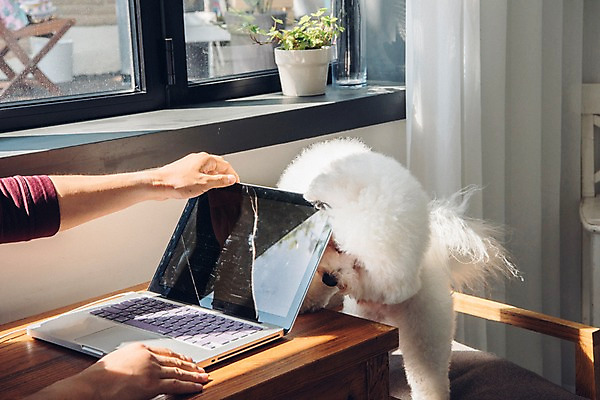 포토 JPG 주간 한마리 남자 반려견 의자 실내 한명 사람 앉기 20대 성인 신체부위 노트북 반려동물 양손 업무 커튼 개 창가 책상 재택근무 방해 반려 프리랜서 비숑프리제 펫팸족 사회적거리두기 국내포토 자연요소 동물 직업 1 손 캠페인 가구 컨셉 비즈니스 창문 포유류 모션 청년 내부 전자제품 작업 신조어 파일형식