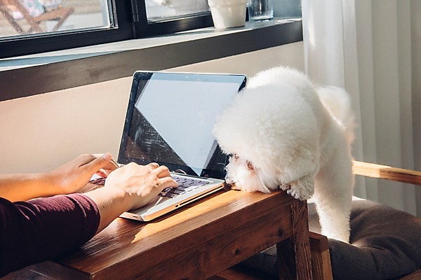 포토 JPG 주간 한마리 남자 반려견 의자 실내 한명 사람 앉기 20대 성인 신체부위 노트북 반려동물 양손 타이핑 업무 개 창가 책상 재택근무 방해 반려 프리랜서 비숑프리제 펫팸족 사회적거리두기 국내포토 자연요소 동물 직업 1 손 캠페인 가구 컨셉 비즈니스 창문 포유류 모션 청년 내부 전자제품 작업 신조어 파일형식