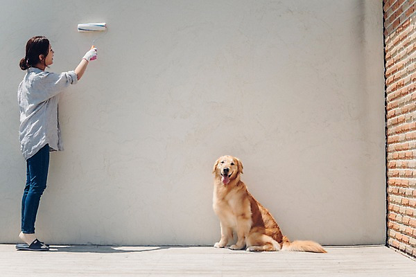 포토 JPG 주간 전신 한마리 여자 벽 벽돌 한명 서기 미소 사람 20대 성인 야외 옆모습 반려동물 한국인 페인트칠 골든리트리버 강아지 페인트롤러 목장갑 반려 성인여자한명만 펫팸족 국내포토 자연요소 동물 1 뷰포인트 장갑 모션 페인팅 표정 동양인 청년 개 리트리버 신조어 여자한명만 성인여자만 파일형식