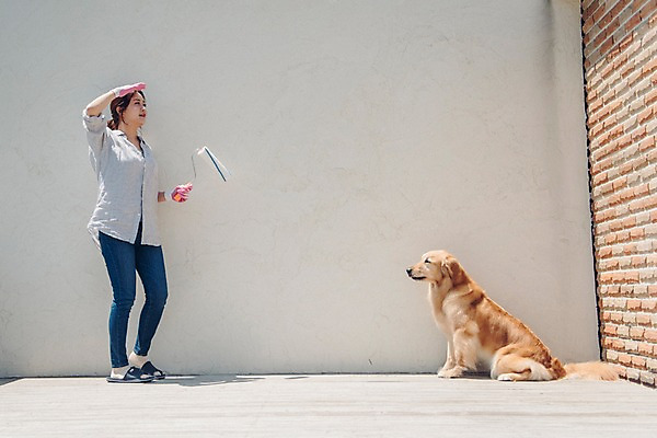 포토 JPG 주간 전신 한마리 여자 벽 벽돌 한명 사람 20대 성인 야외 옆모습 반려동물 한국인 페인트칠 골든리트리버 강아지 페인트롤러 멀리보기 목장갑 반려 성인여자한명만 펫팸족 국내포토 자연요소 동물 1 뷰포인트 장갑 페인팅 동양인 청년 개 리트리버 신조어 여자한명만 성인여자만 파일형식