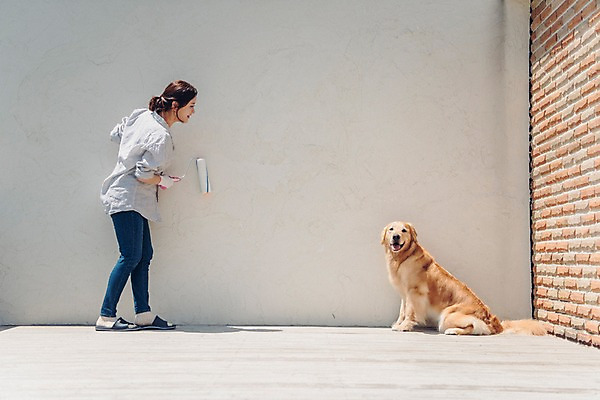 포토 JPG 주간 전신 한마리 여자 벽 벽돌 한명 미소 사람 20대 성인 야외 옆모습 반려동물 한국인 페인트칠 골든리트리버 강아지 페인트롤러 반려 성인여자한명만 펫팸족 국내포토 자연요소 동물 1 뷰포인트 페인팅 표정 동양인 청년 개 리트리버 신조어 여자한명만 성인여자만 파일형식