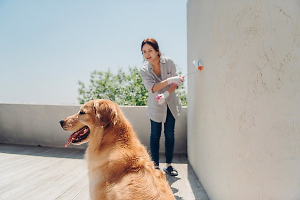 포토 JPG 주간 전신 한마리 여자 벽 하늘 한명 서기 사람 20대 성인 야외 앞모습 반려동물 한국인 페인트칠 골든리트리버 강아지 페인트롤러 목장갑 반려 성인여자한명만 펫팸족 국내포토 자연요소 동물 1 뷰포인트 장갑 모션 페인팅 동양인 청년 개 리트리버 신조어 여자한명만 성인여자만 파일형식