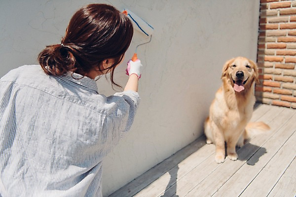포토 JPG 주간 한마리 여자 벽 한명 사람 앉기 상반신 20대 성인 야외 뒷모습 반려동물 한국인 페인트칠 골든리트리버 강아지 혀 페인트롤러 목장갑 반려 성인여자한명만 펫팸족 국내포토 자연요소 동물 1 뷰포인트 장갑 모션 페인팅 동양인 청년 입 개 리트리버 신조어 여자한명만 성인여자만 파일형식