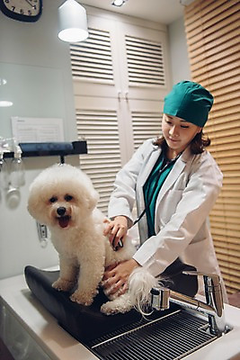 포토 JPG 한마리 여자 반려견 청진기 조명 실내 한명 서기 사람 상반신 20대 성인 옆모습 반려동물 진료 한국인 의사가운 블라인드 개 수도꼭지 수술복 동물병원 수의사 반려 성인여자한명만 비숑프리제 펫팸족 국내포토 동물 1 뷰포인트 포유류 의학 의료기기 모션 병원 동양인 청년 내부 의사 가운 커튼 신조어 여자한명만 성인여자만 파일형식