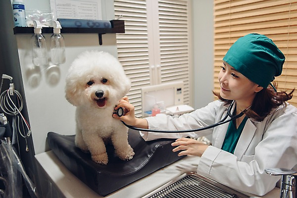 포토 JPG 한마리 응시 여자 반려견 청진기 실내 한명 미소 사람 앉기 상반신 20대 성인 옆모습 반려동물 진료 한국인 의사가운 개 수술복 동물병원 수의사 반려 성인여자한명만 비숑프리제 펫팸족 국내포토 동물 1 시선 뷰포인트 포유류 의학 의료기기 모션 표정 병원 동양인 청년 내부 의사 가운 신조어 여자한명만 성인여자만 파일형식