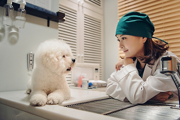 포토 JPG 한마리 응시 여자 반려견 실내 한명 미소 사람 앉기 상반신 20대 성인 옆모습 반려동물 마주보기 턱괴기 진료 한국인 의사가운 블라인드 개 수술복 동물병원 수의사 반려 성인여자한명만 비숑프리제 펫팸족 국내포토 동물 1 시선 뷰포인트 포유류 의학 모션 표정 병원 동양인 청년 내부 의사 가운 커튼 신조어 여자한명만 성인여자만 파일형식