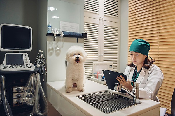 포토 JPG 한마리 응시 여자 반려견 실내 한명 사람 앉기 상반신 20대 성인 옆모습 반려동물 모니터 진료 한국인 의사가운 개 수도꼭지 수술복 동물병원 수의사 반려 서류판 의료기계 진료기록부 성인여자한명만 비숑프리제 펫팸족 국내포토 동물 1 시선 뷰포인트 포유류 의학 모션 병원 동양인 청년 내부 컴퓨터 사무용품 의사 가운 신조어 여자한명만 성인여자만 파일형식