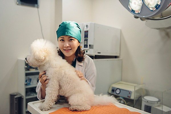 포토 JPG 한마리 응시 여자 반려견 조명 실내 한명 미소 사람 상반신 20대 성인 앞모습 반려동물 진료 한국인 개 수술복 동물병원 수의사 반려 의료기계 진찰가방 성인여자한명만 비숑프리제 펫팸족 국내포토 동물 1 시선 뷰포인트 포유류 의학 표정 병원 동양인 청년 내부 의사 가운 신조어 여자한명만 성인여자만 파일형식