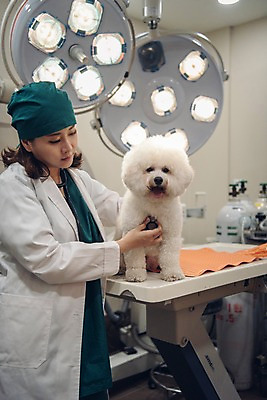 포토 JPG 한마리 여자 반려견 청진기 조명 실내 한명 서기 사람 상반신 20대 성인 옆모습 반려동물 진료 한국인 개 수술복 수술실 동물병원 수의사 반려 의료용산소통 진찰가방 성인여자한명만 비숑프리제 펫팸족 국내포토 동물 1 뷰포인트 포유류 의학 의료기기 모션 병원 동양인 청년 내부 의사 가운 신조어 산소통 여자한명만 성인여자만 파일형식