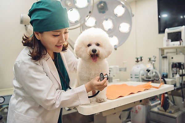 포토 JPG 한마리 여자 반려견 청진기 조명 실내 한명 미소 사람 상반신 20대 성인 옆모습 반려동물 진료 한국인 개 수술복 수술실 동물병원 수의사 반려 의료기계 성인여자한명만 비숑프리제 펫팸족 국내포토 동물 1 뷰포인트 포유류 의학 의료기기 표정 병원 동양인 청년 내부 의사 가운 신조어 여자한명만 성인여자만 파일형식