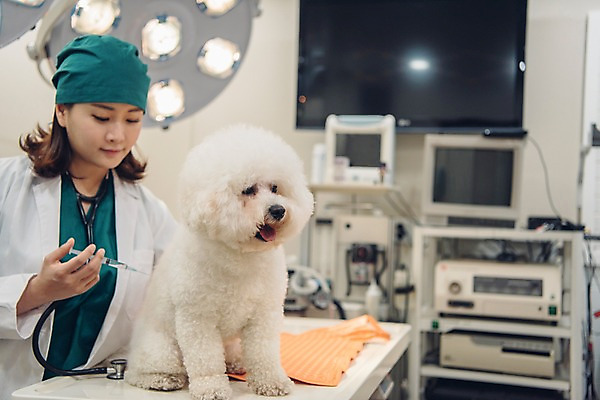 포토 JPG 한마리 여자 반려견 실내 주사기 한명 사람 상반신 20대 성인 앞모습 반려동물 모니터 진료 한국인 개 수술복 수술실 동물병원 수의사 반려 수술침대 의료기계 성인여자한명만 비숑프리제 펫팸족 국내포토 동물 1 뷰포인트 포유류 의학 의료기기 병원 동양인 청년 내부 컴퓨터 의사 침대 가운 신조어 여자한명만 성인여자만 파일형식