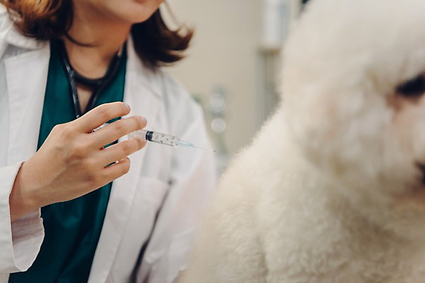 포토 JPG 한마리 손 여자 반려견 실내 주사기 한명 사람 근접촬영 상반신 20대 성인 앞모습 신체부위 반려동물 진료 한국인 의사가운 개 동물병원 수의사 반려 성인여자한명만 비숑프리제 펫팸족 국내포토 동물 1 뷰포인트 포유류 의학 의료기기 병원 동양인 청년 내부 의사 가운 신조어 여자한명만 성인여자만 파일형식