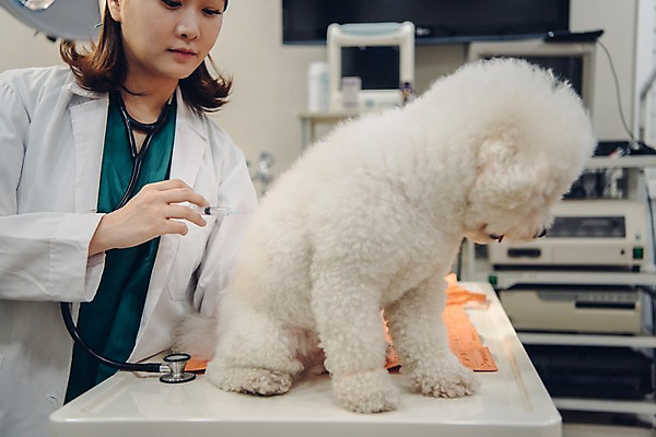 포토 JPG 한마리 여자 반려견 청진기 실내 주사기 한명 사람 상반신 20대 성인 앞모습 반려동물 진료 한국인 의사가운 개 동물병원 수의사 반려 성인여자한명만 비숑프리제 펫팸족 국내포토 동물 1 뷰포인트 포유류 의학 의료기기 병원 동양인 청년 내부 의사 가운 신조어 여자한명만 성인여자만 파일형식
