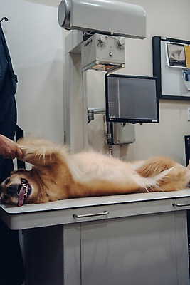 포토 JPG 한마리 손 남자 반려견 엑스레이 실내 한명 사람 20대 성인 신체부위 반려동물 모니터 진료 잡기 개 골든리트리버 동물병원 수의사 반려 펫팸족 국내포토 동물 1 포유류 의학 모션 병원 청년 내부 컴퓨터 의사 리트리버 신조어 파일형식