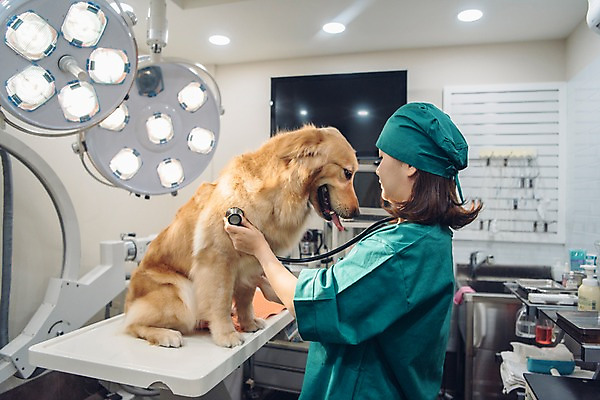 포토 JPG 한마리 응시 여자 반려견 청진기 조명 실내 한명 서기 사람 상반신 20대 성인 옆모습 반려동물 약 모니터 진료 한국인 개 골든리트리버 싱크대 수술복 수술실 동물병원 수의사 반려 수술대 진찰가방 성인여자한명만 펫팸족 국내포토 동물 1 시선 뷰포인트 포유류 의학 의료기기 모션 병원 동양인 청년 내부 컴퓨터 의사 가운 리트리버 개수대 신조어 여자한명만 성인여자만 파일형식