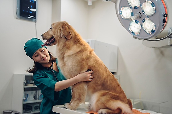 포토 JPG 한마리 여자 반려견 청진기 조명 실내 한명 서기 미소 사람 상반신 20대 성인 앞모습 반려동물 모니터 진료 한국인 개 골든리트리버 수술복 수술실 동물병원 수의사 반려 수술대 진찰가방 성인여자한명만 펫팸족 국내포토 동물 1 뷰포인트 포유류 의학 의료기기 모션 표정 병원 동양인 청년 내부 컴퓨터 의사 가운 리트리버 신조어 여자한명만 성인여자만 파일형식