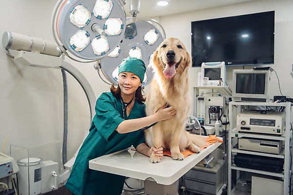 포토 JPG 한마리 응시 여자 반려견 청진기 조명 실내 한명 서기 미소 사람 상반신 20대 성인 앞모습 반려동물 모니터 진료 한국인 개 골든리트리버 수술복 수술실 동물병원 수의사 반려 수술대 진찰가방 성인여자한명만 펫팸족 국내포토 동물 1 시선 뷰포인트 포유류 의학 의료기기 모션 표정 병원 동양인 청년 내부 컴퓨터 의사 가운 리트리버 신조어 여자한명만 성인여자만 파일형식