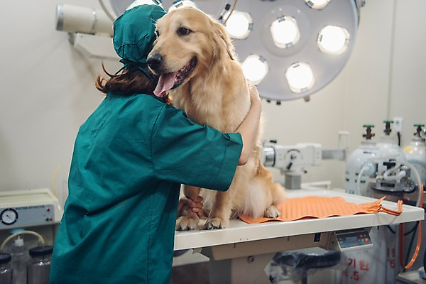 포토 JPG 한마리 여자 반려견 안기 조명 실내 한명 사람 상반신 20대 성인 옆모습 반려동물 진료 한국인 개 골든리트리버 수술복 수술실 동물병원 수의사 반려 수술대 성인여자한명만 펫팸족 국내포토 동물 1 뷰포인트 포유류 의학 모션 병원 동양인 청년 내부 의사 가운 리트리버 신조어 여자한명만 성인여자만 파일형식