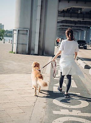 포토 JPG 주간 전신 한마리 여자 자동차 한명 사람 20대 성인 야외 뒷모습 반려동물 운동 걷기 차도 한국인 잡기 보행로 골든리트리버 강아지 목줄 반려 성인여자한명만 펫팸족 국내포토 자연요소 동물 1 도로 길 육상교통 뷰포인트 모션 건강 동양인 청년 개 리트리버 신조어 여자한명만 성인여자만 파일형식 반려용품