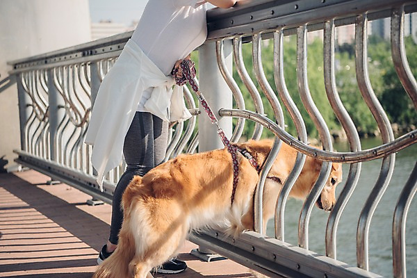 포토 JPG 주간 전신 한마리 여자 난간 한명 사람 20대 성인 야외 옆모습 반려동물 강 한국인 잡기 골든리트리버 강아지 목줄 반려 성인여자한명만 펫팸족 국내포토 자연요소 동물 1 뷰포인트 모션 동양인 청년 개 리트리버 신조어 여자한명만 성인여자만 파일형식 반려용품