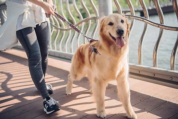 포토 JPG 주간 한마리 여자 난간 한명 사람 근접촬영 20대 성인 야외 앞모습 반려동물 강 운동 걷기 한국인 하반신 잡기 골든리트리버 강아지 목줄 반려 성인여자한명만 펫팸족 국내포토 자연요소 동물 1 뷰포인트 모션 건강 동양인 청년 개 리트리버 신조어 여자한명만 성인여자만 파일형식 반려용품
