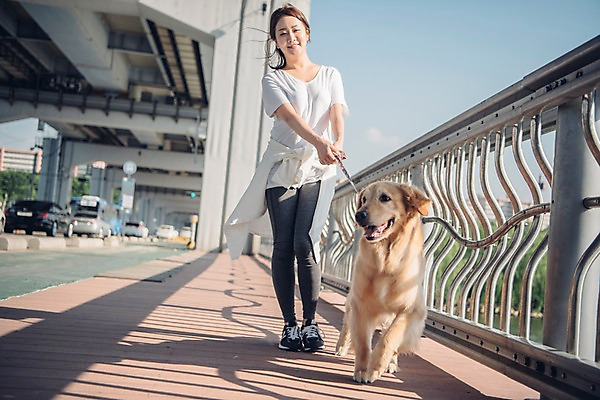 포토 JPG 주간 전신 한마리 여자 난간 자동차 한명 사람 20대 성인 야외 앞모습 반려동물 운동 걷기 차도 한국인 잡기 보행로 골든리트리버 강아지 목줄 반려 성인여자한명만 펫팸족 국내포토 자연요소 동물 1 도로 길 육상교통 뷰포인트 모션 건강 동양인 청년 개 리트리버 신조어 여자한명만 성인여자만 파일형식 반려용품