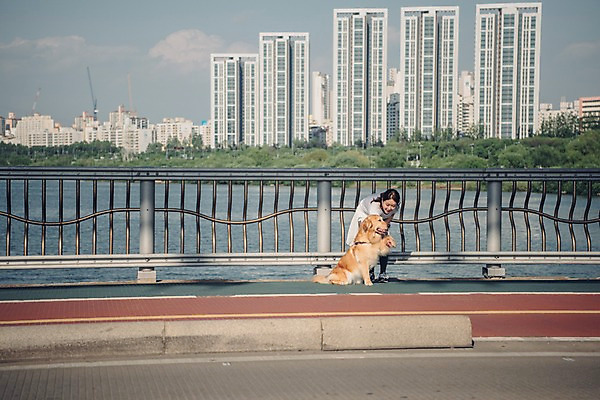 포토 JPG 주간 전신 한마리 여자 난간 허리숙이기 한명 사람 20대 성인 야외 앞모습 반려동물 강 차도 한국인 잡기 보행로 골든리트리버 강아지 반려 성인여자한명만 펫팸족 국내포토 자연요소 동물 1 도로 길 뷰포인트 모션 숙이기 동양인 청년 개 리트리버 신조어 여자한명만 성인여자만 파일형식