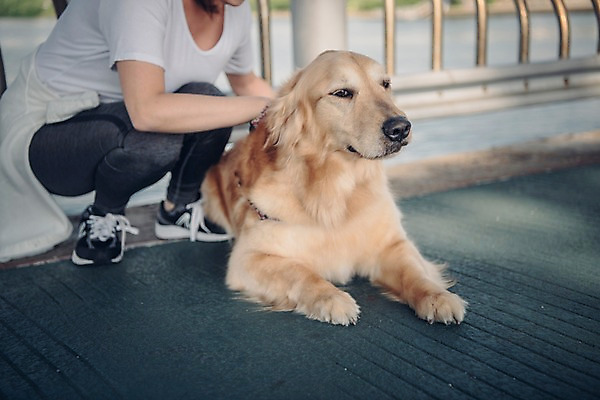 포토 JPG 주간 전신 한마리 여자 난간 한명 사람 앉기 근접촬영 20대 성인 야외 앞모습 반려동물 운동 한국인 골든리트리버 강아지 웅크림 반려 성인여자한명만 펫팸족 국내포토 자연요소 동물 1 뷰포인트 모션 건강 동양인 청년 개 리트리버 신조어 여자한명만 성인여자만 파일형식