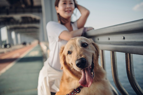 포토 JPG 주간 한마리 여자 난간 한명 사람 근접촬영 상반신 20대 성인 야외 앞모습 반려동물 강 차도 한국인 골든리트리버 강아지 반려 성인여자한명만 펫팸족 국내포토 자연요소 동물 1 도로 뷰포인트 동양인 청년 개 리트리버 신조어 여자한명만 성인여자만 파일형식