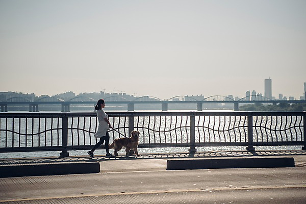 포토 JPG 주간 전신 한마리 여자 난간 한명 사람 20대 성인 야외 건물 옆모습 반려동물 강 조깅 걷기 한국인 골든리트리버 강아지 목줄 반려 성인여자한명만 펫팸족 국내포토 자연요소 동물 1 건축물 뷰포인트 모션 동양인 청년 운동 개 리트리버 신조어 여자한명만 성인여자만 파일형식 반려용품