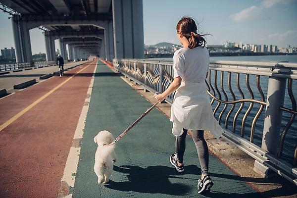 포토 JPG 주간 전신 구름 한마리 여자 난간 하늘 한명 사람 20대 성인 야외 뒷모습 반려동물 강 조깅 운동 걷기 차도 한국인 강아지 목줄 반려 성인여자한명만 비숑프리제 펫팸족 국내포토 자연요소 동물 1 도로 뷰포인트 모션 건강 동양인 청년 개 신조어 여자한명만 성인여자만 파일형식 반려용품