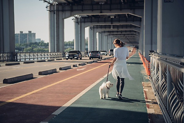 포토 JPG 주간 전신 한마리 여자 난간 자동차 한명 사람 20대 성인 야외 뒷모습 반려동물 조깅 운동 걷기 차도 한국인 강아지 목줄 반려 성인여자한명만 비숑프리제 펫팸족 국내포토 자연요소 동물 1 도로 육상교통 뷰포인트 모션 건강 동양인 청년 개 신조어 여자한명만 성인여자만 파일형식 반려용품
