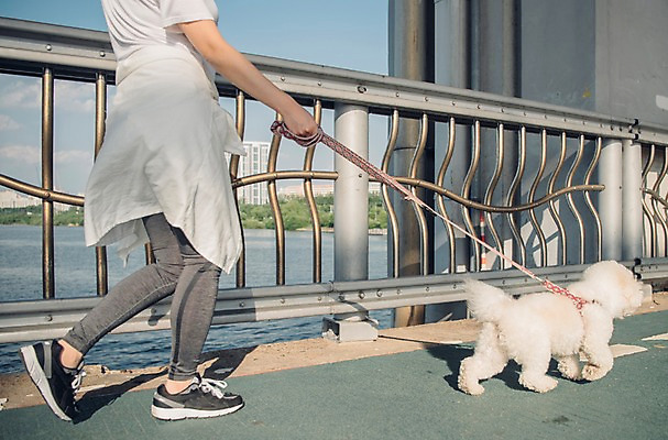 포토 JPG 주간 구름 한마리 여자 난간 하늘 한명 사람 20대 성인 야외 옆모습 반려동물 강 운동 걷기 한국인 하반신 강아지 목줄 반려 성인여자한명만 비숑프리제 펫팸족 국내포토 자연요소 동물 1 뷰포인트 모션 건강 동양인 청년 개 신조어 여자한명만 성인여자만 파일형식 반려용품