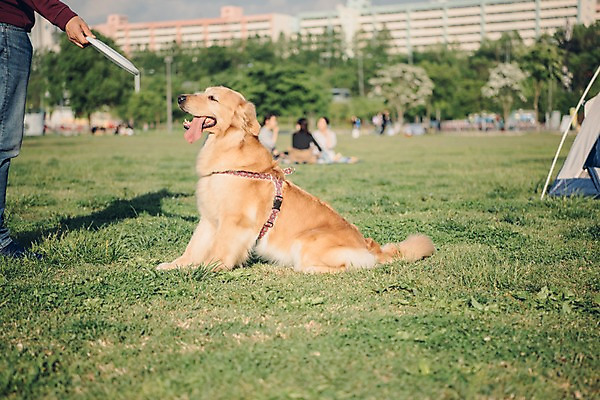 포토 JPG 주간 한마리 손 공원 남자 텐트 한명 사람 앉기 잔디 20대 성인 야외 옆모습 신체부위 반려동물 한국인 하반신 골든리트리버 강아지 원반 반려 성인남자한명만 펫팸족 국내포토 자연요소 식물 동물 1 공공시설 스포츠용품 뷰포인트 모션 캠핑도구 동양인 청년 개 리트리버 신조어 남자한명만 성인남자만 파일형식