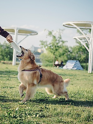 포토 JPG 주간 한마리 손 공원 남자 텐트 입벌림 한명 사람 잔디 초원 20대 성인 야외 신체부위 반려동물 한국인 골든리트리버 강아지 원반 반려 성인남자한명만 펫팸족 국내포토 자연요소 식물 동물 1 공공시설 스포츠용품 표정 캠핑도구 동양인 청년 개 리트리버 신조어 남자한명만 성인남자만 파일형식