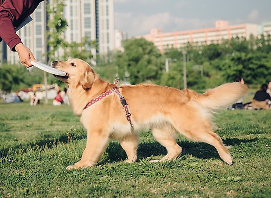 포토 JPG 주간 한마리 손 공원 남자 한명 사람 초원 상반신 20대 성인 야외 옆모습 신체부위 반려동물 한국인 골든리트리버 강아지 원반 반려 성인남자한명만 펫팸족 국내포토 자연요소 동물 1 공공시설 스포츠용품 뷰포인트 동양인 청년 개 리트리버 신조어 남자한명만 성인남자만 파일형식